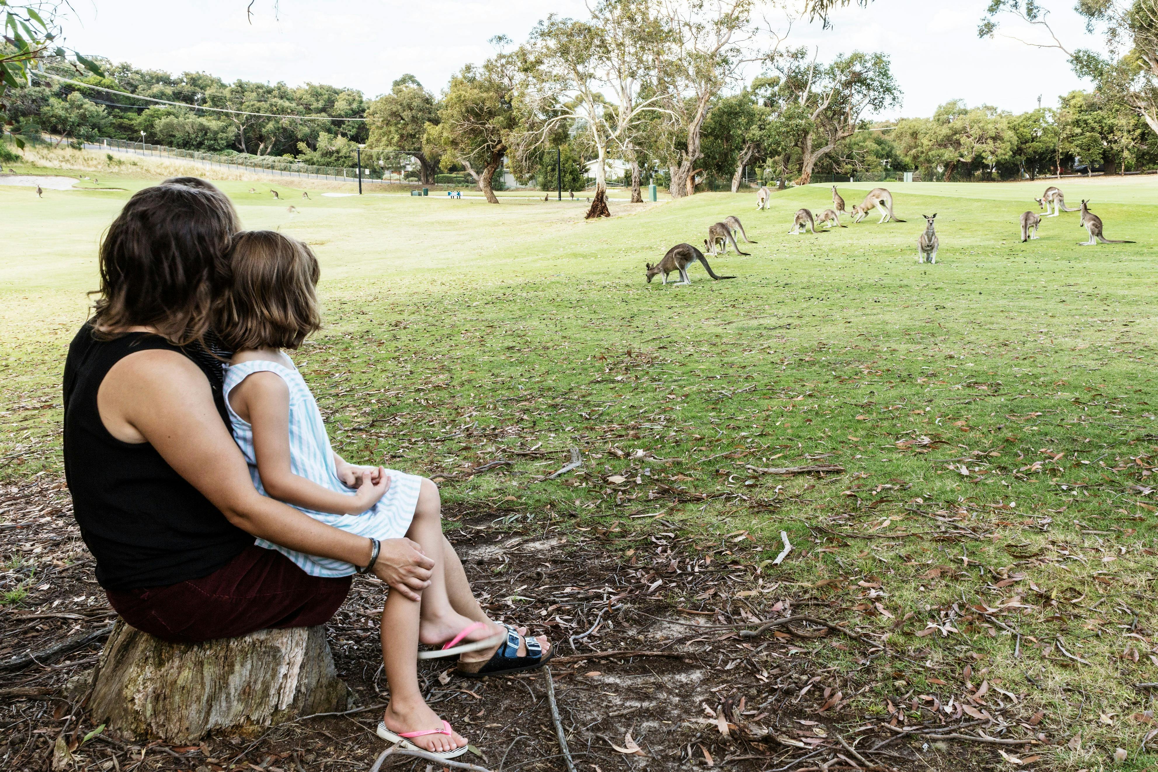 Kangaroo Viewing Tour