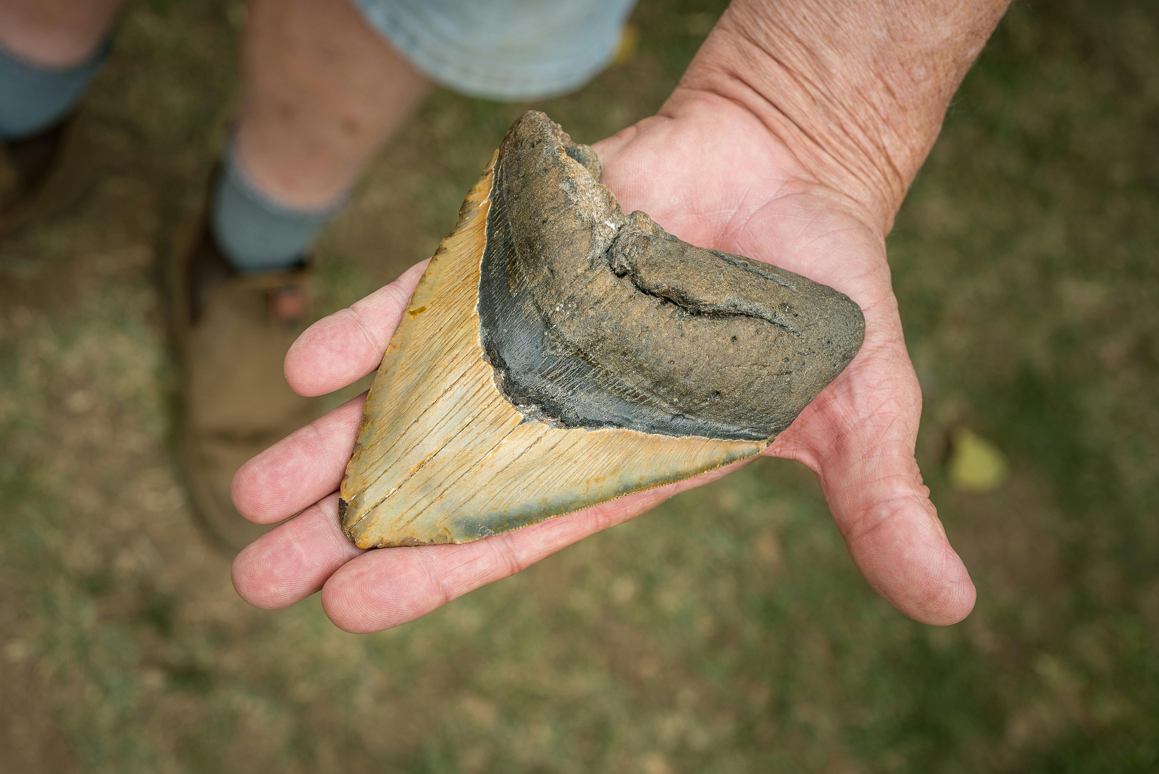 Fossil in someone's hand at Minerama