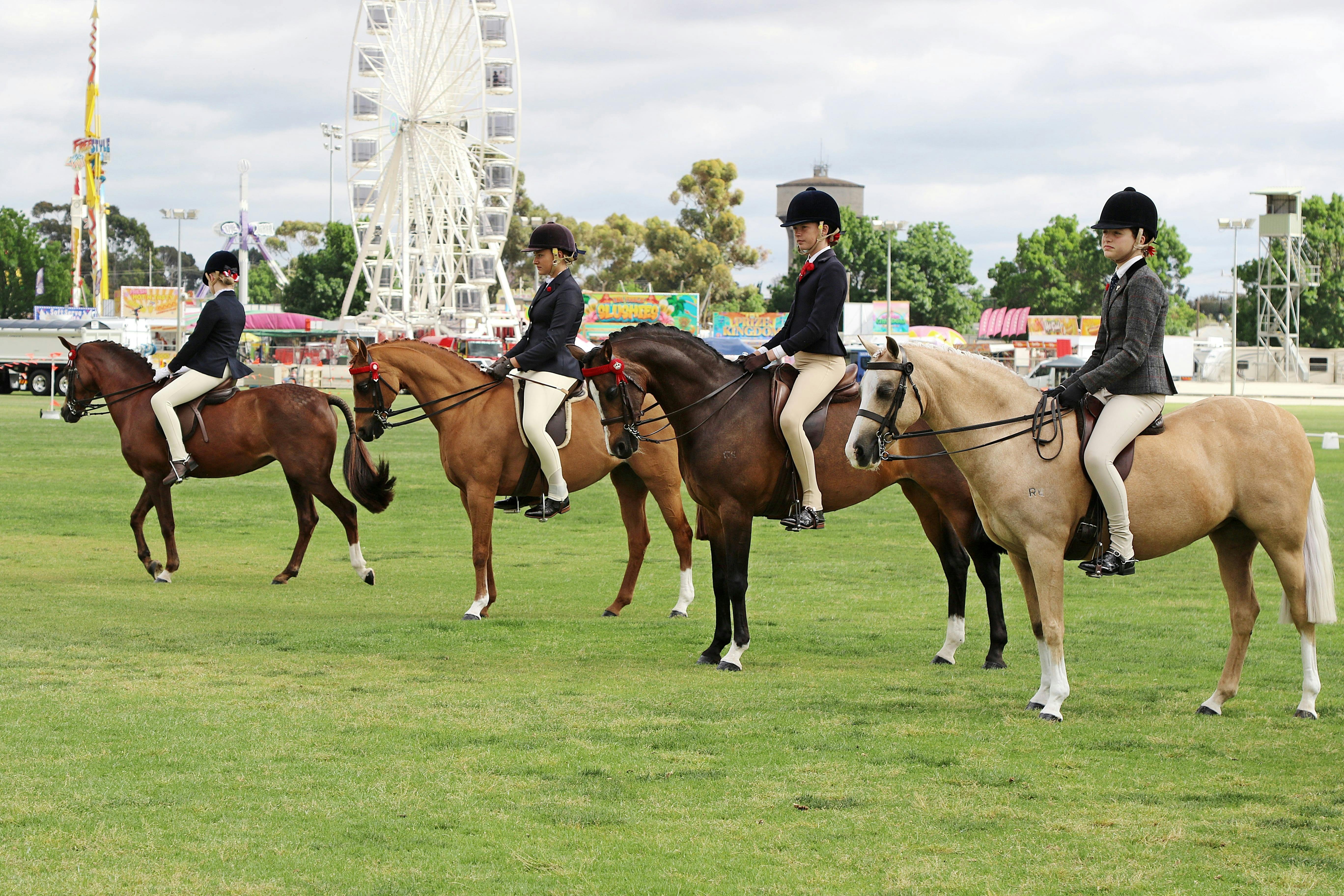 Horses in action