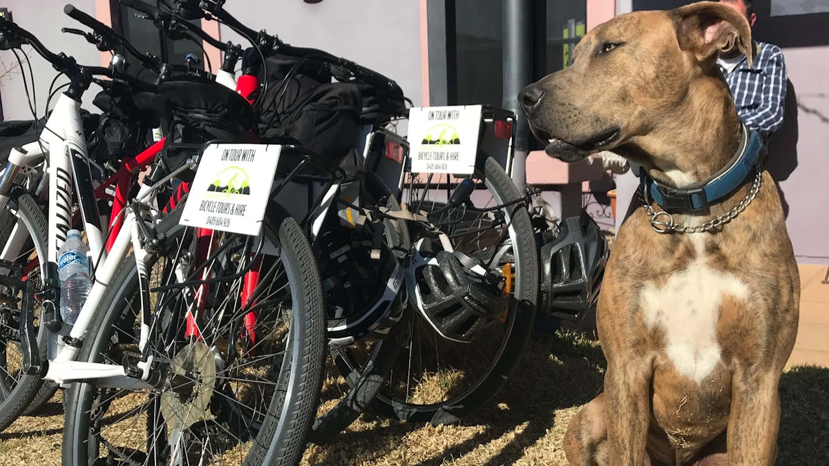 We are pet friendly and welcome any form of transport to Jester Hill Wines (bikes included)