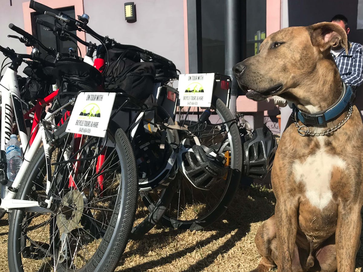 We are pet friendly and welcome any form of transport to Jester Hill Wines (bikes included)