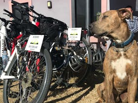We are pet friendly and welcome any form of transport to Jester Hill Wines (bikes included)