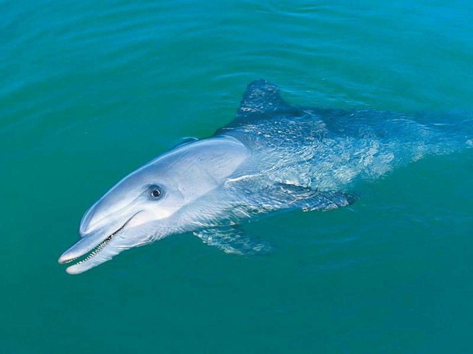 WA Monkey Mia Dolphin