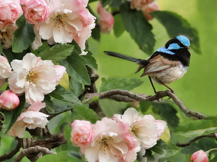 Small blue, black and white wren sitting on a branch with pink blossom around