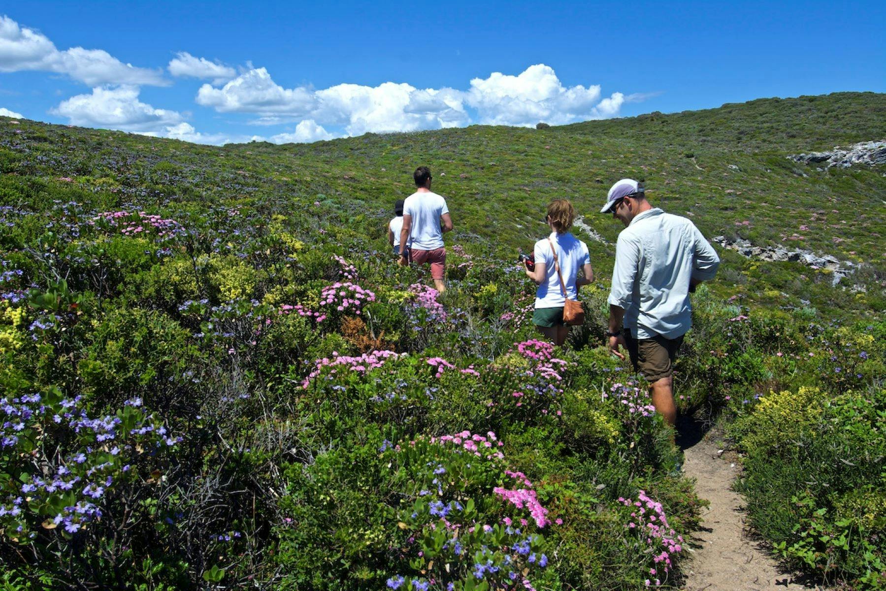 Wildflowers