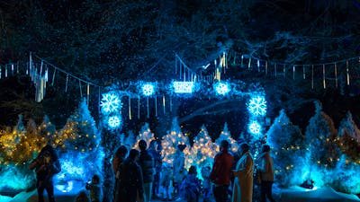 Lane of white Christmas trees with blue Christmas Lights