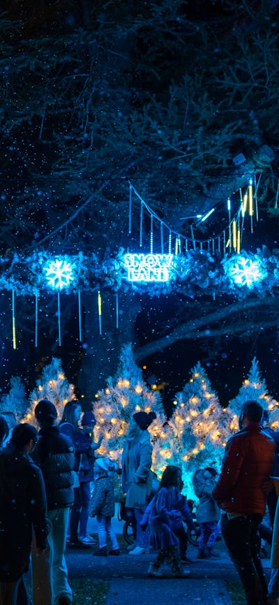 Lane of white Christmas trees with blue Christmas Lights