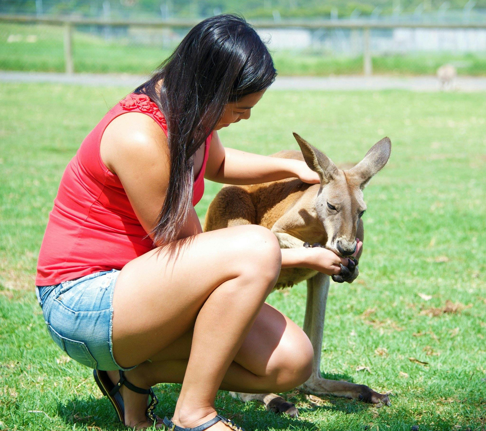 A female crouched down with animal feed in her hand feeding a kangaroo and patting the kangaroo