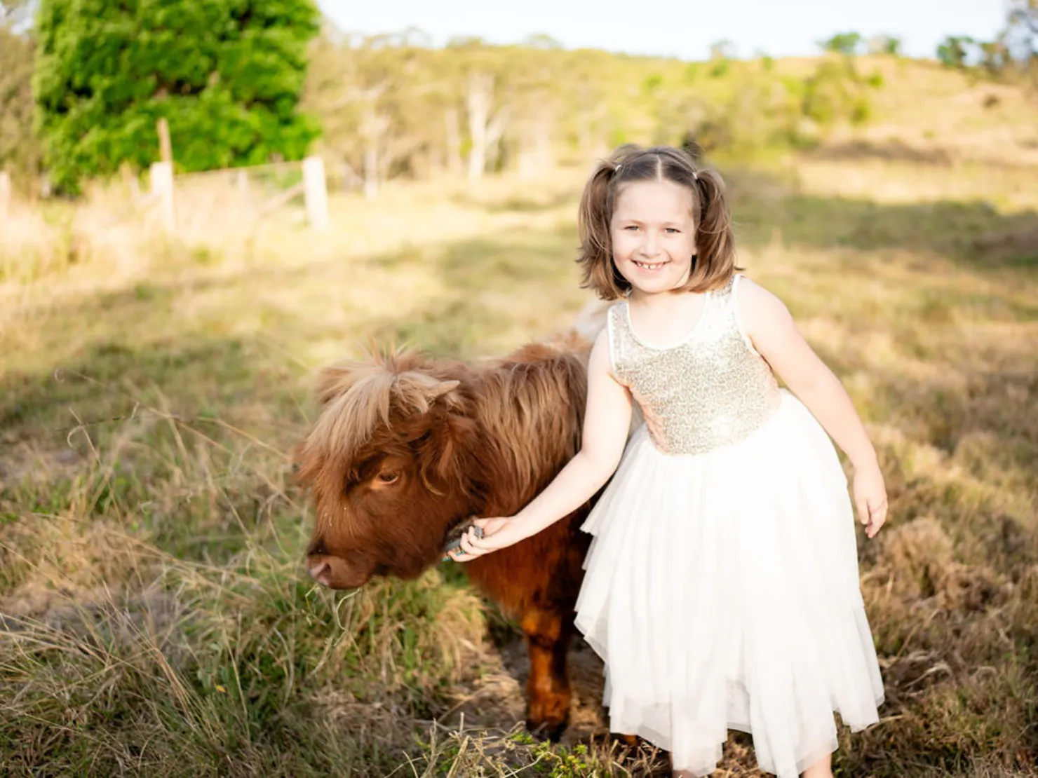 Little girl feeding highland cow