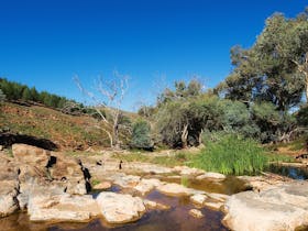 Reedy Creek Walking Trail, Skytrek Willow Springs Station