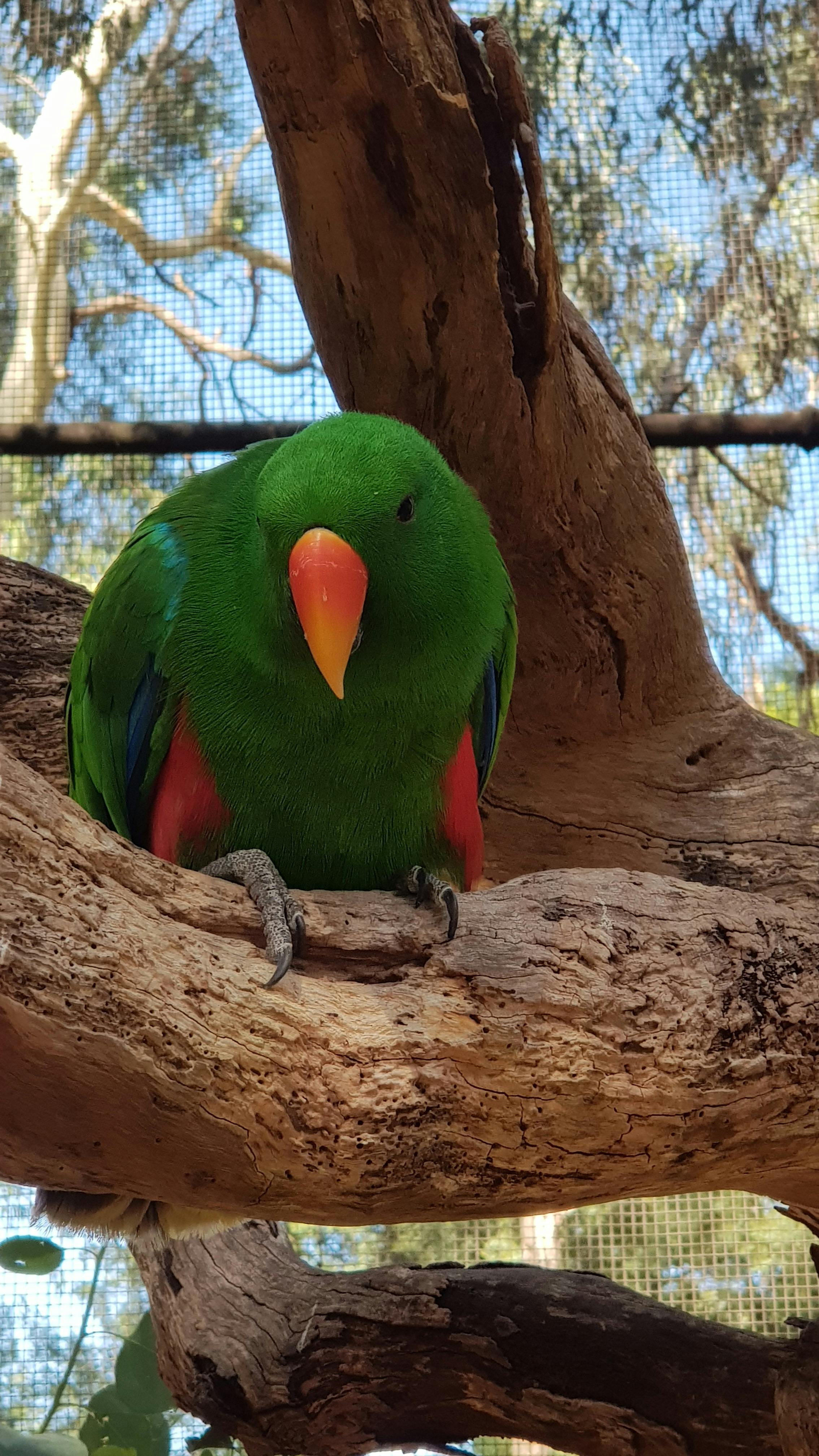 Colourful bird