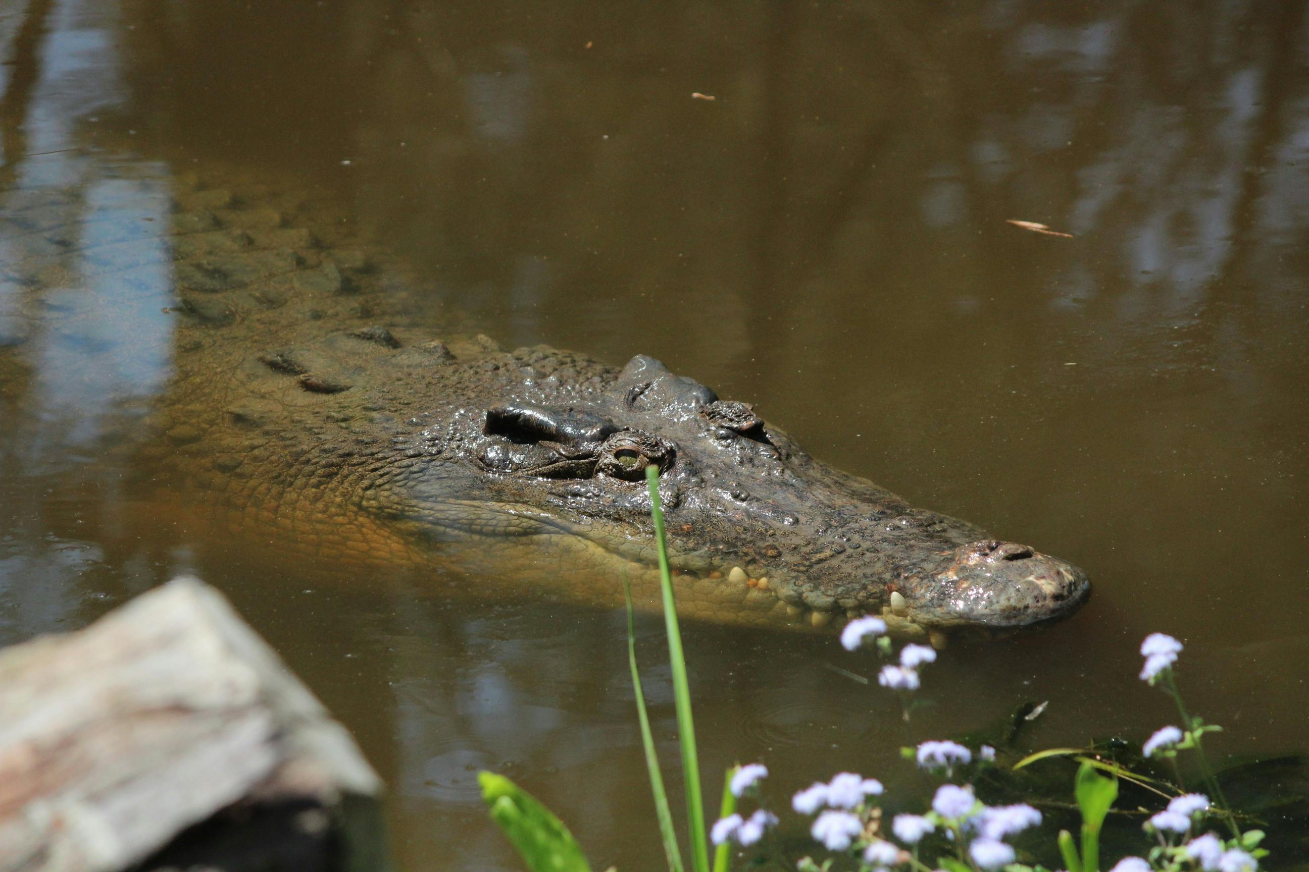 Be Crocwise in Croc Country