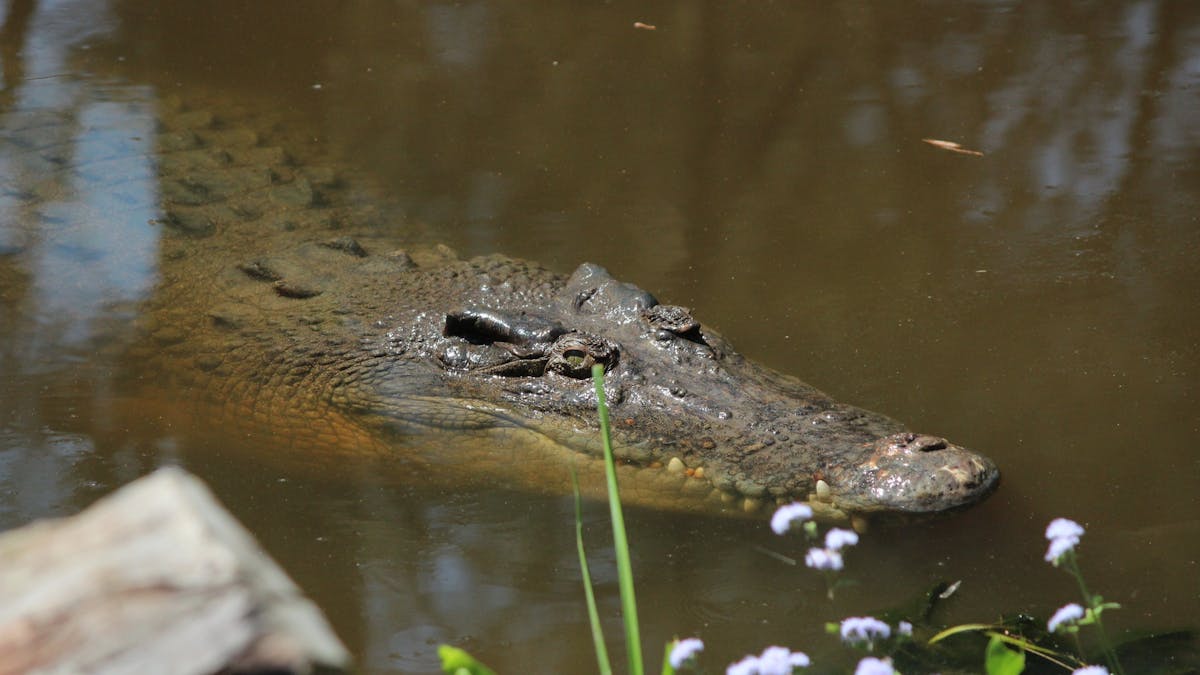 An estuarine crocodile surfacing in murky waters.