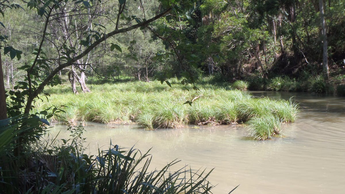 Creek at Bellthore National Park