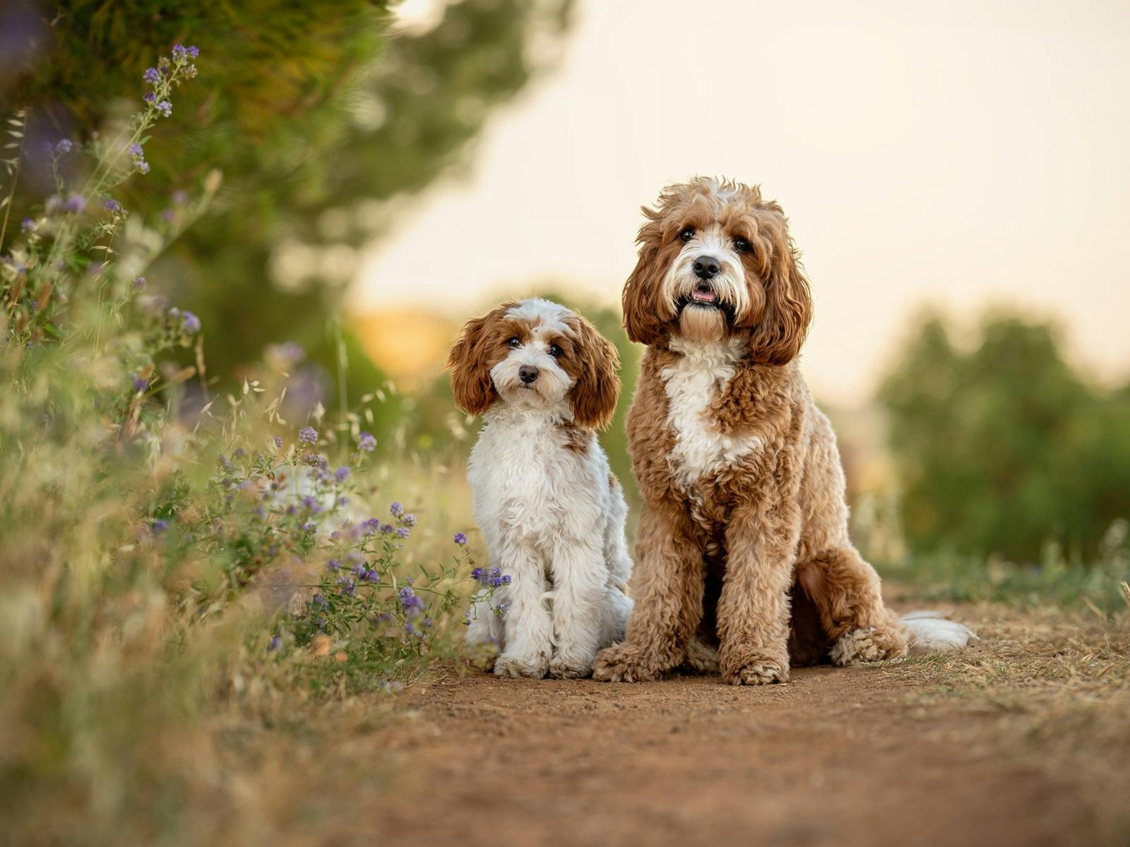 Ina J Pet Photography