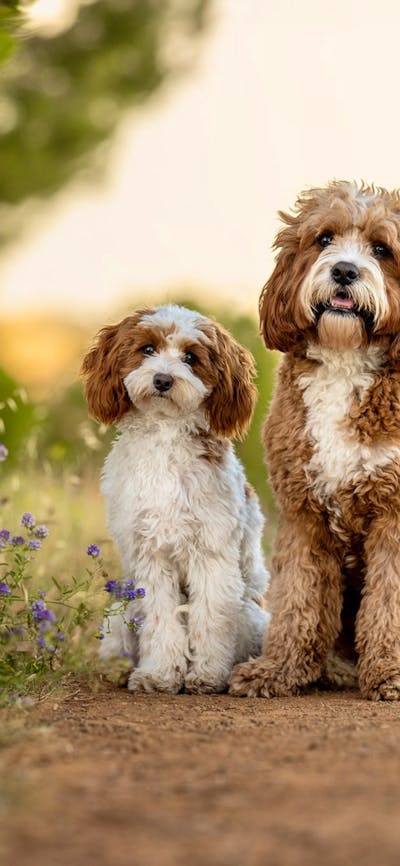 Ina J Pet Photography