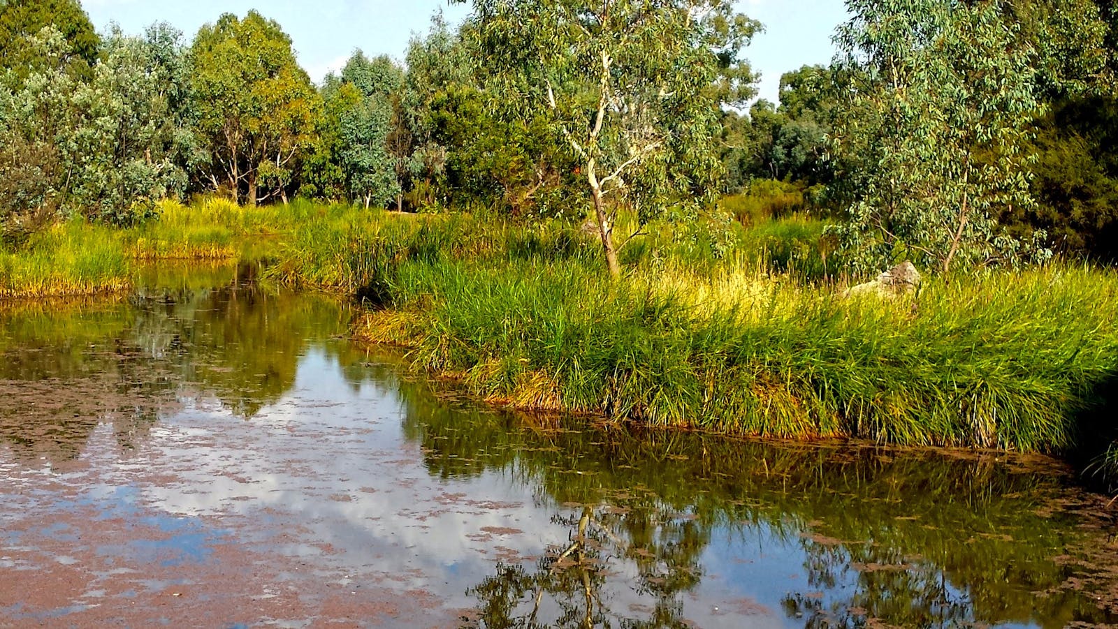 Mansfield Mullum Wetlands