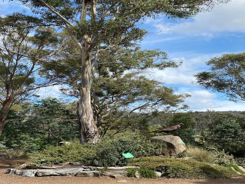 Buckland Bushland Garden