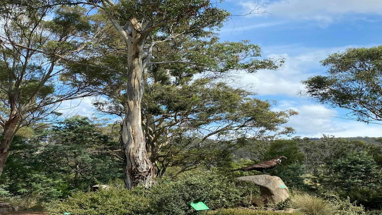 Buckland Bushland Garden