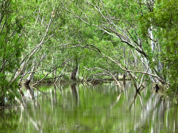 A large body of water surrounded by green tree coverage A large body of water surrounded by green tree coverage