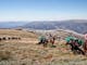 Mount Bogong