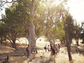 Walk through Arkaba's dry creekbeds lined with River Red Gums
