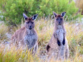 Kangaroo Island has its own species of Kangaroo