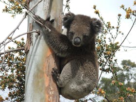 koala