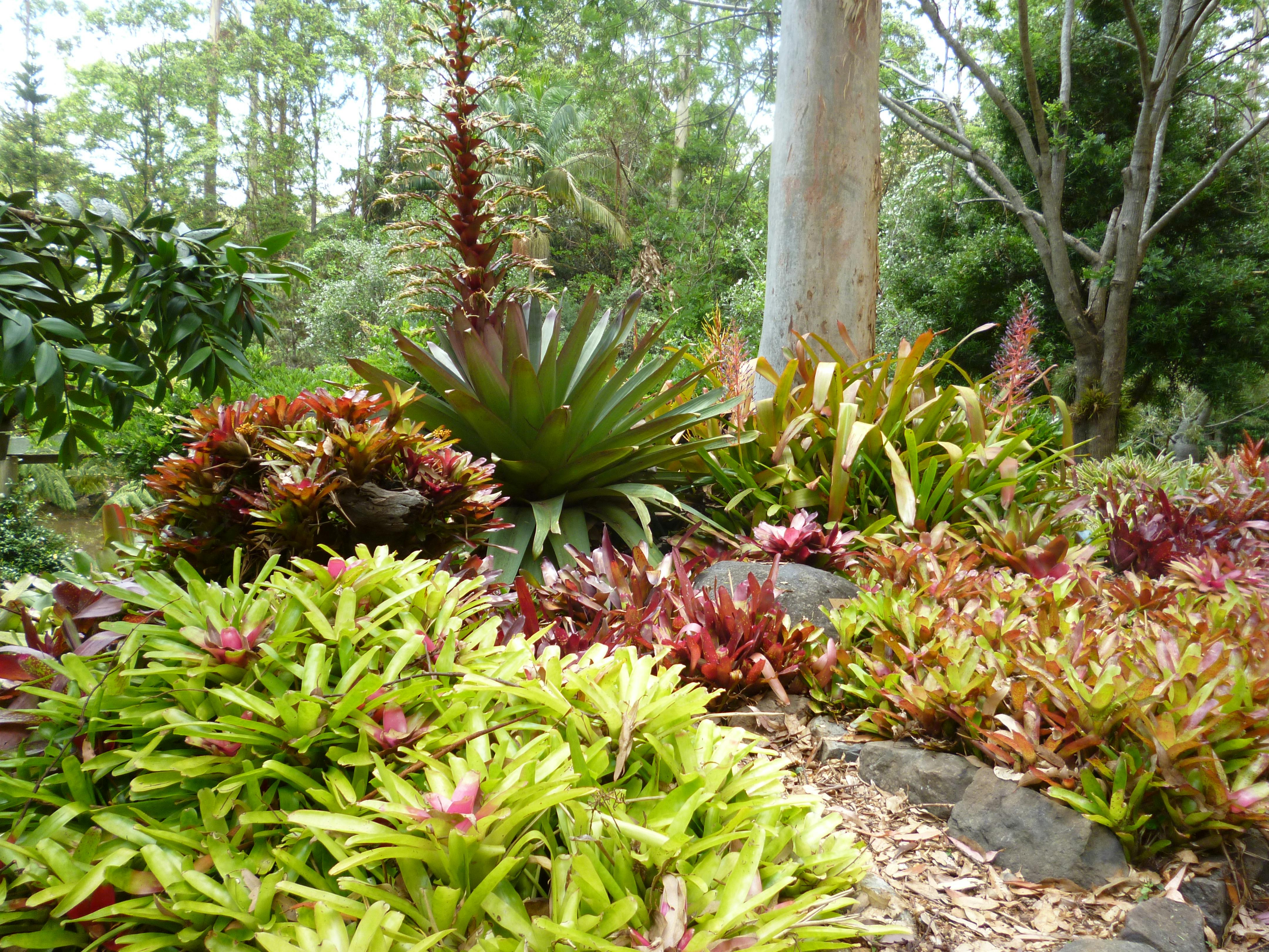 Bromeliad garden