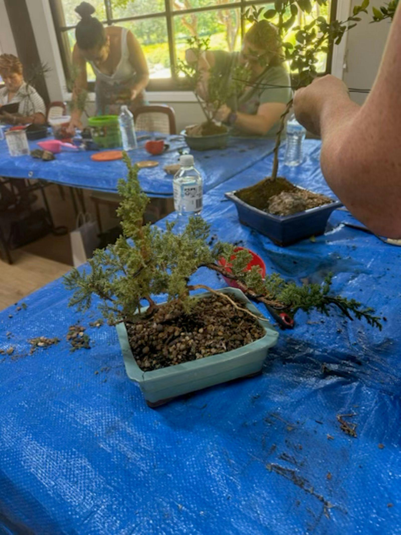 Bonsai Workshop