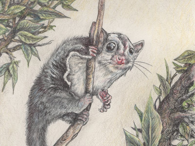 Image for Australian Wildlife and Botanical Illustration Class