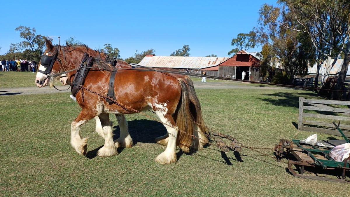 Woolshed with heavy horses