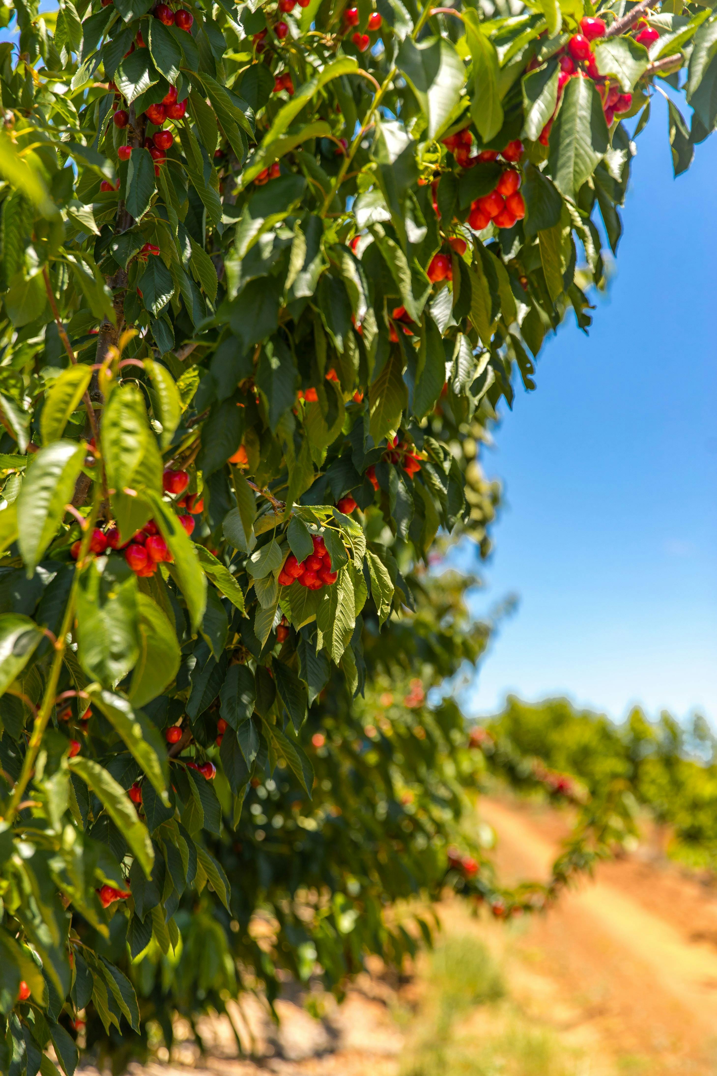 Fresh cherries on our trees during the 2023 cherry harvest
