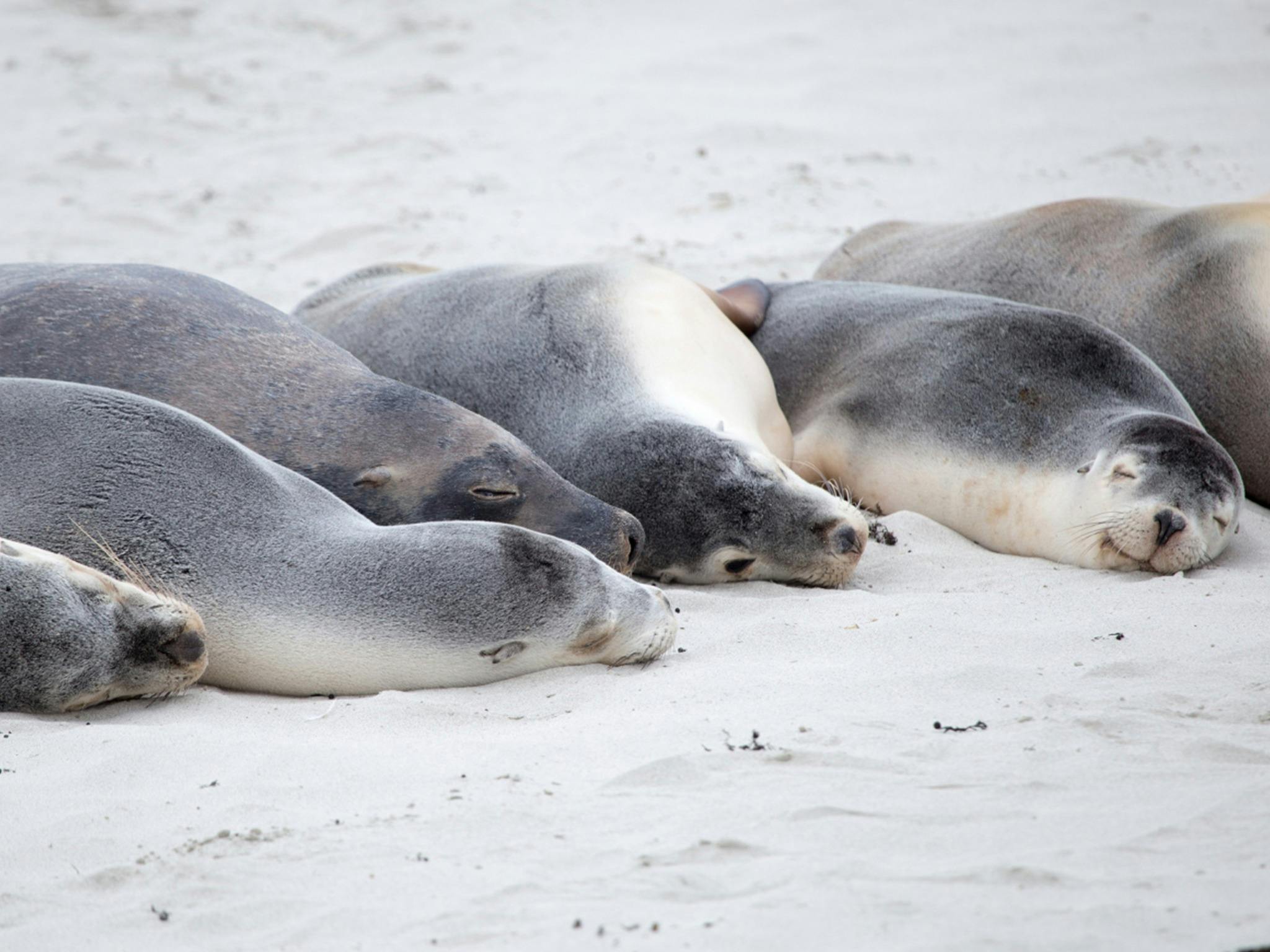 A sealion colony basks in the sun