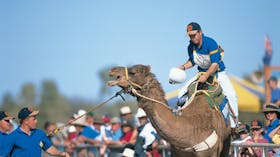 Camel Racing