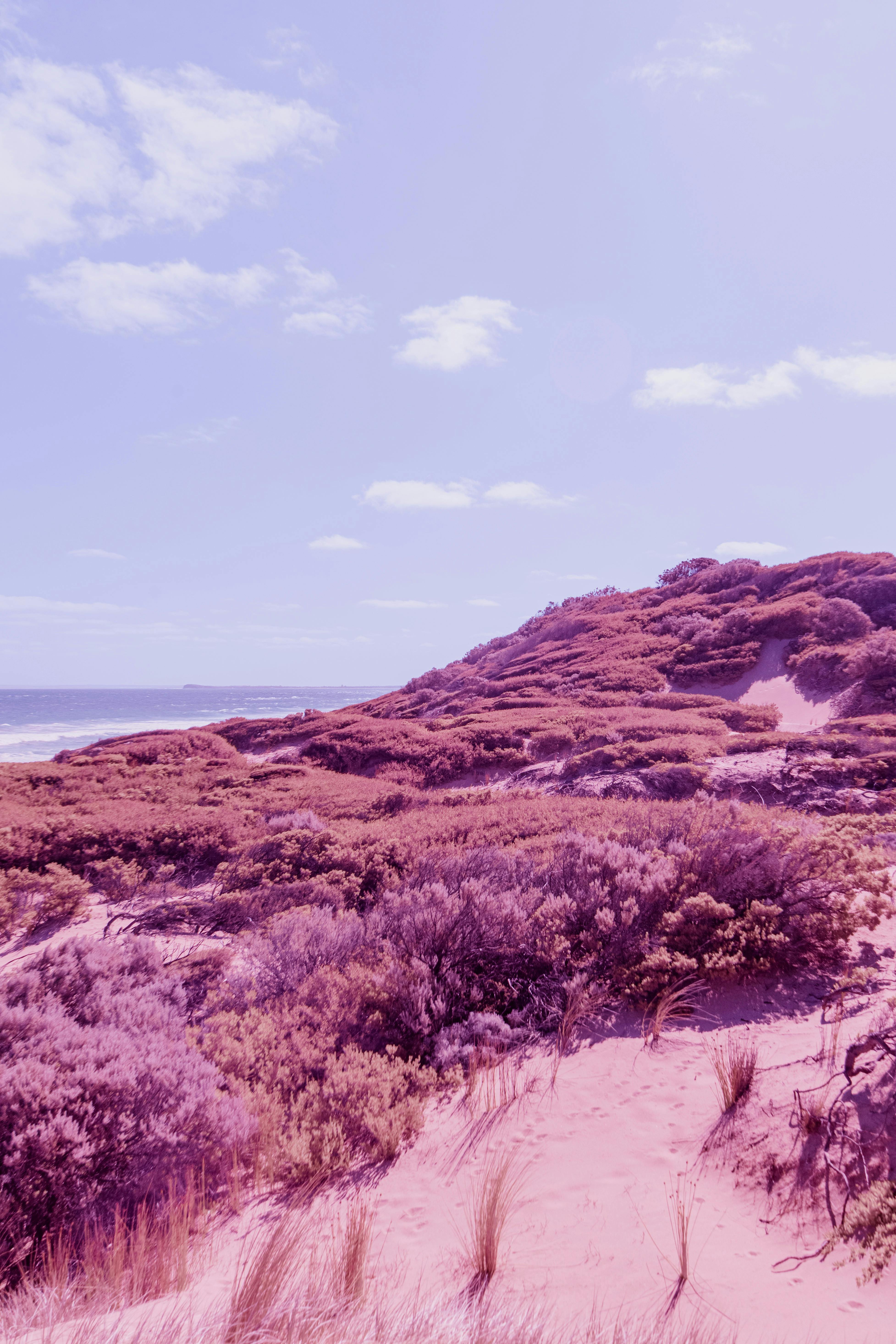 Unseen: An Infrared Photography Exhibition