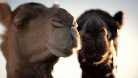 Camels