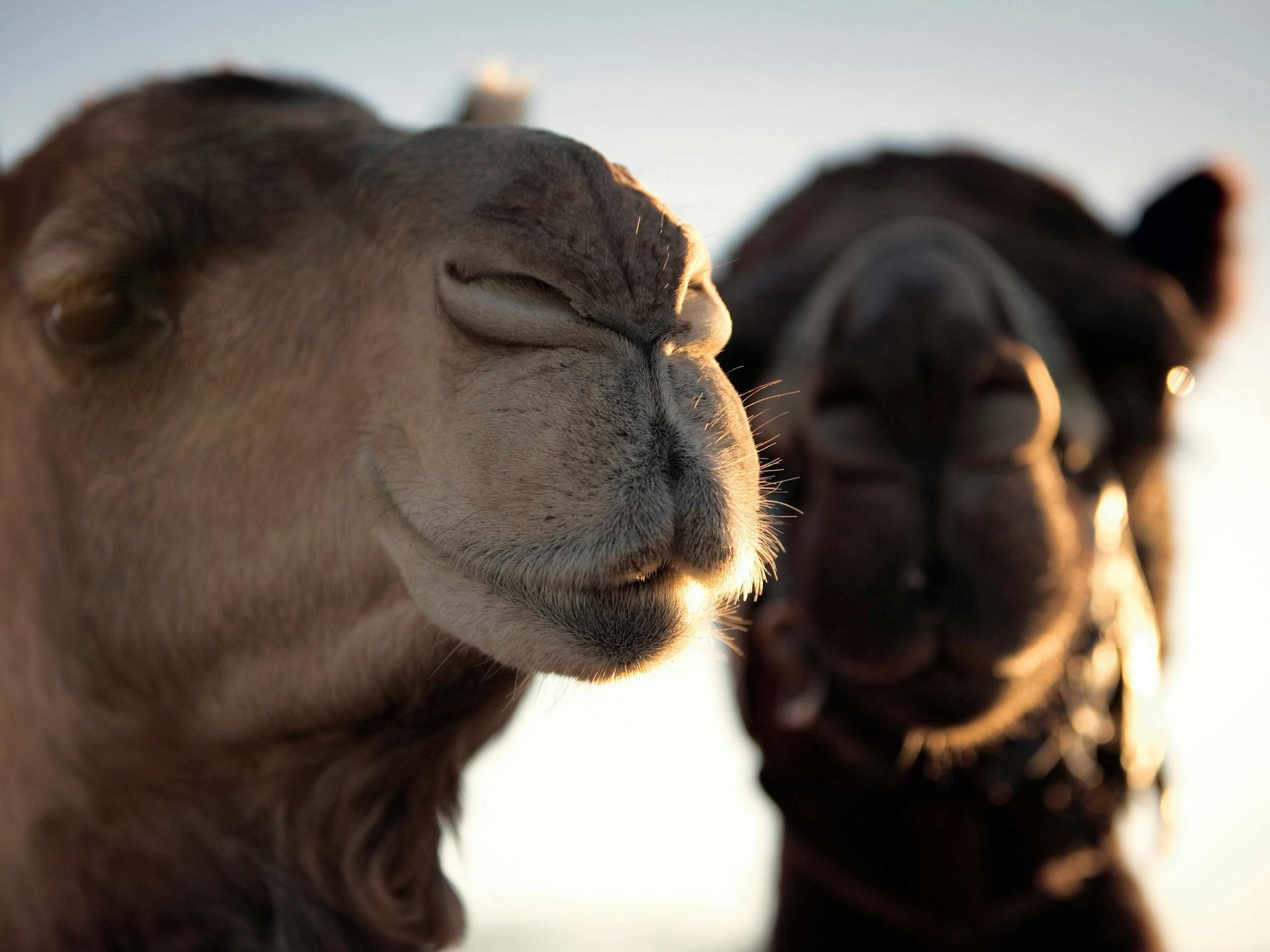 Camels Camels