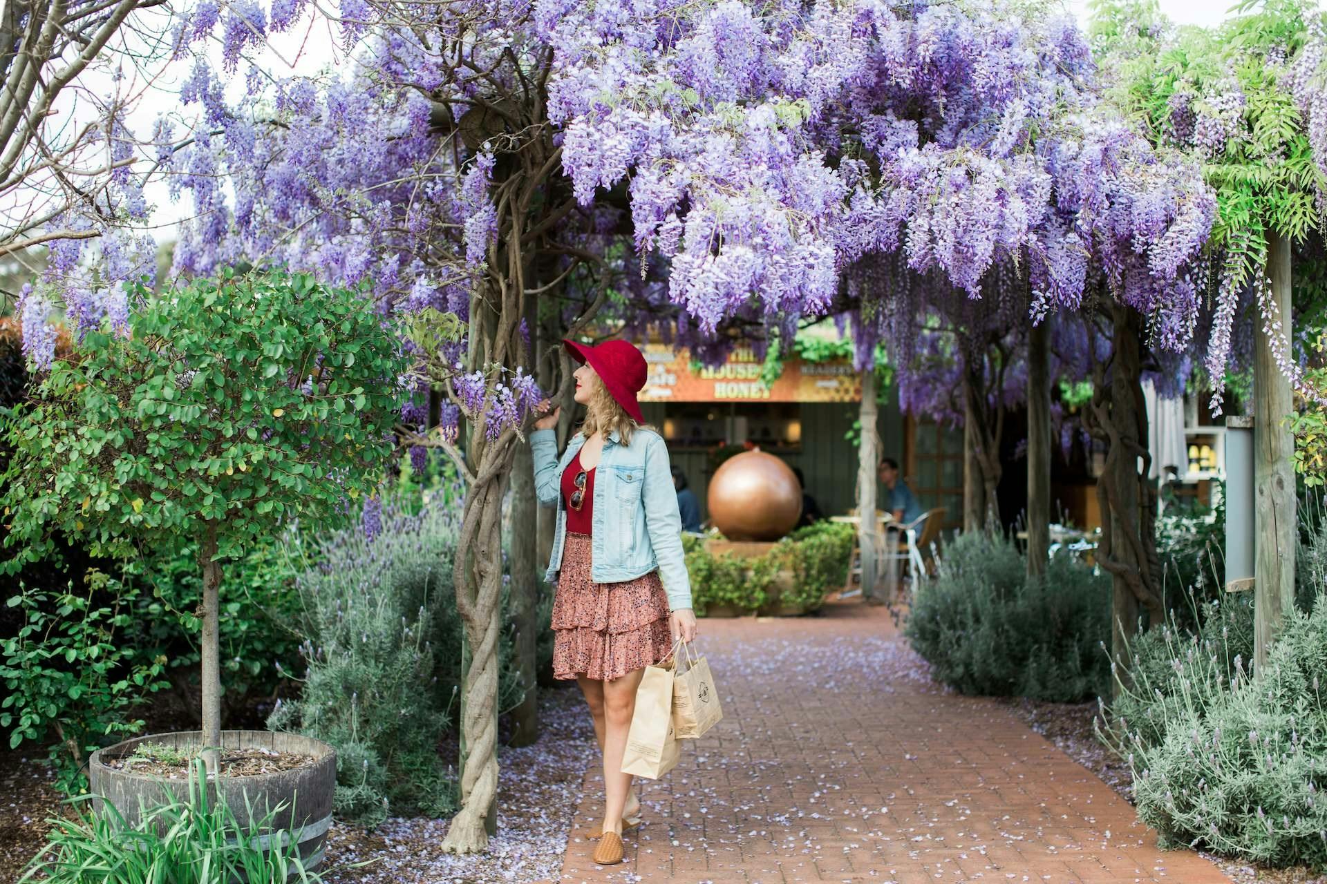 Wisteria in September