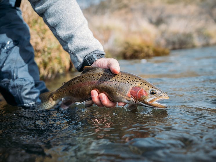 Brown and rainbow trout are plentiful in the Snowy Valleys region.