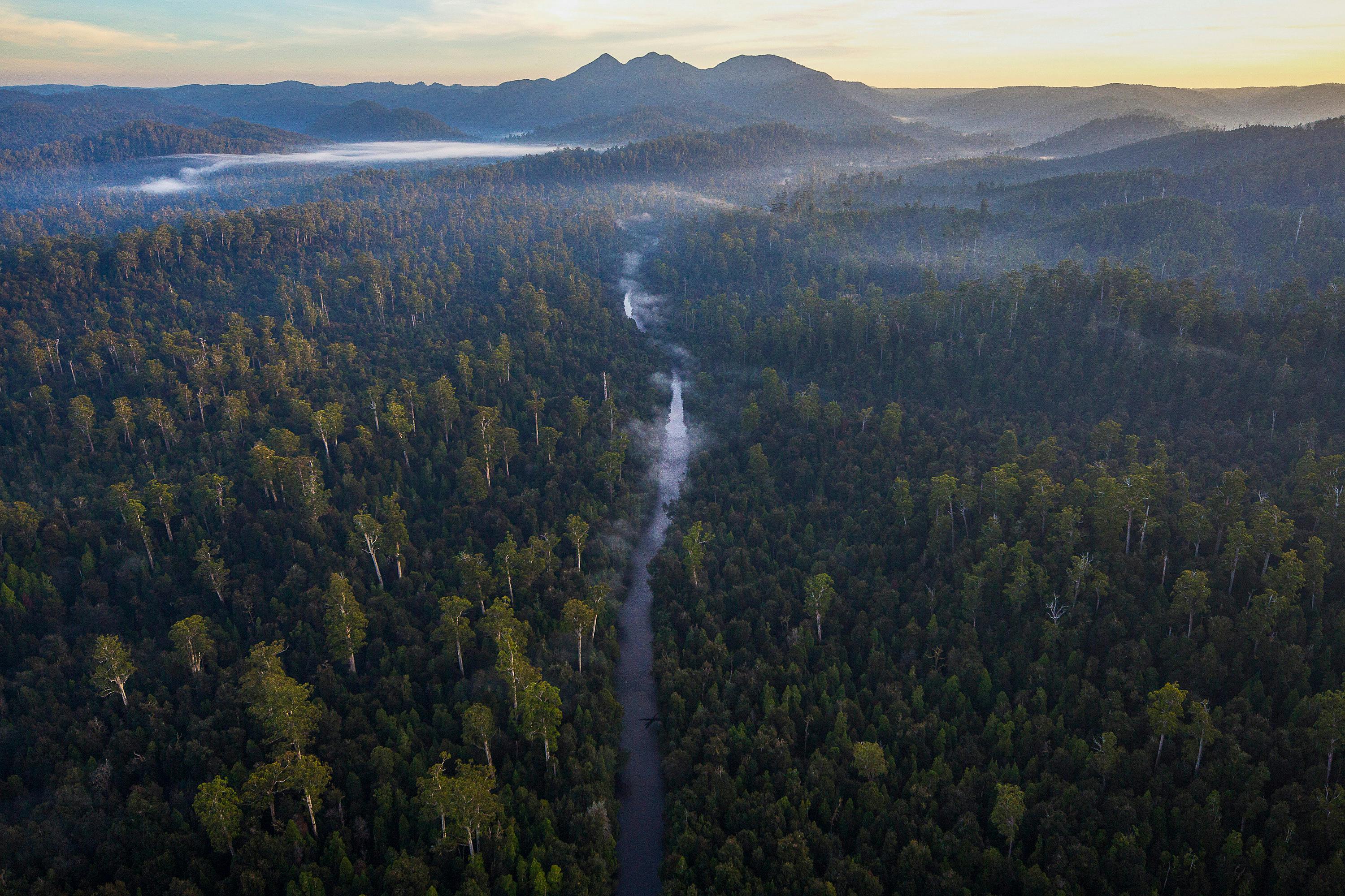 Six Day Tarkine Rainforest Expedition