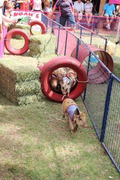 Nindigully Pig Races