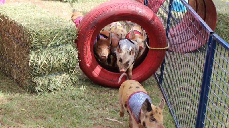 pig races nindigully pub pig races nindigully pub