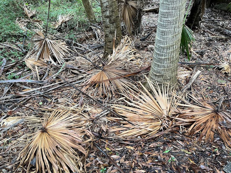 Palm fronds in Cumberland State Forest