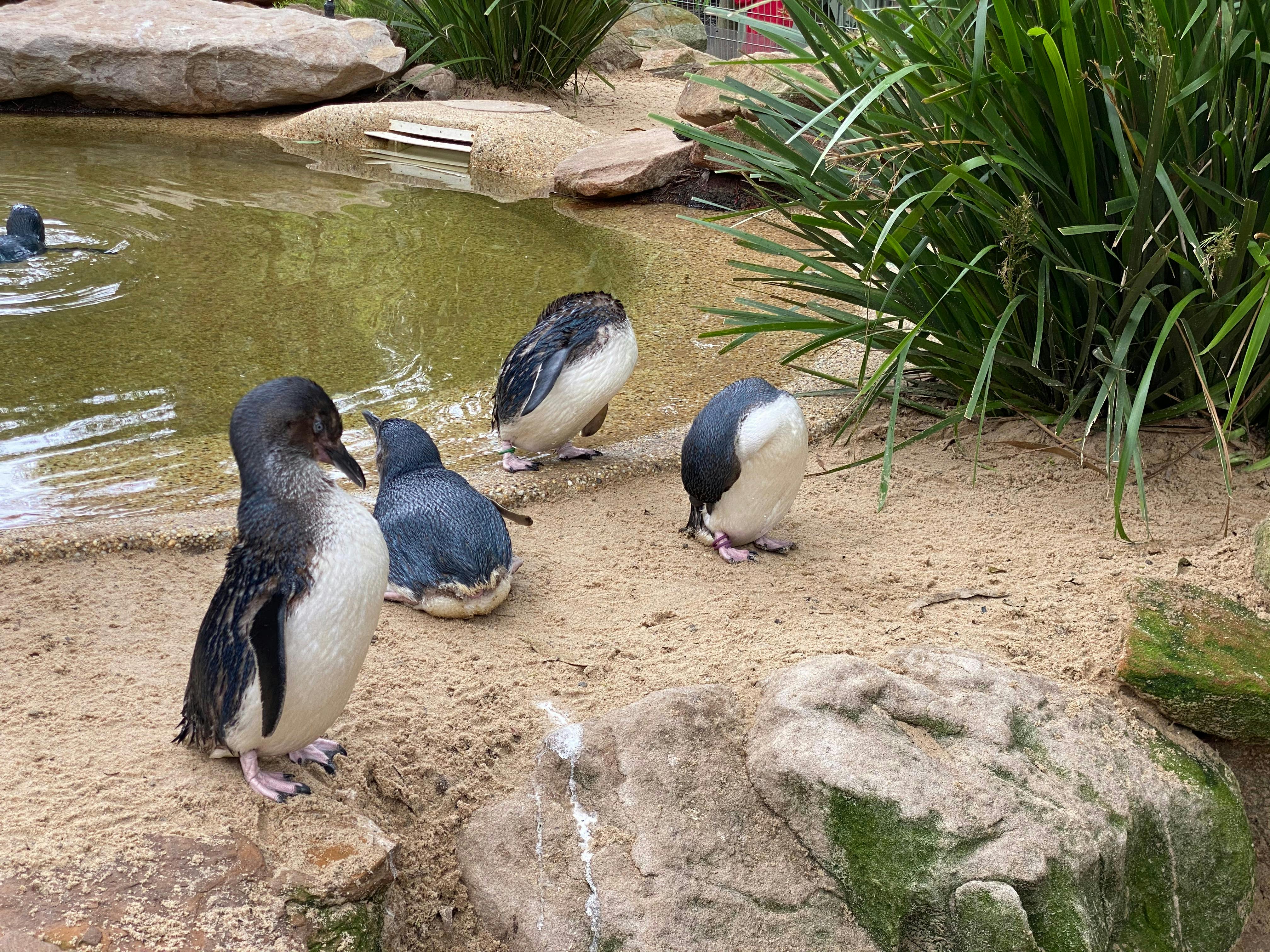 Blue Penguins at Featherdale Wildlife Park