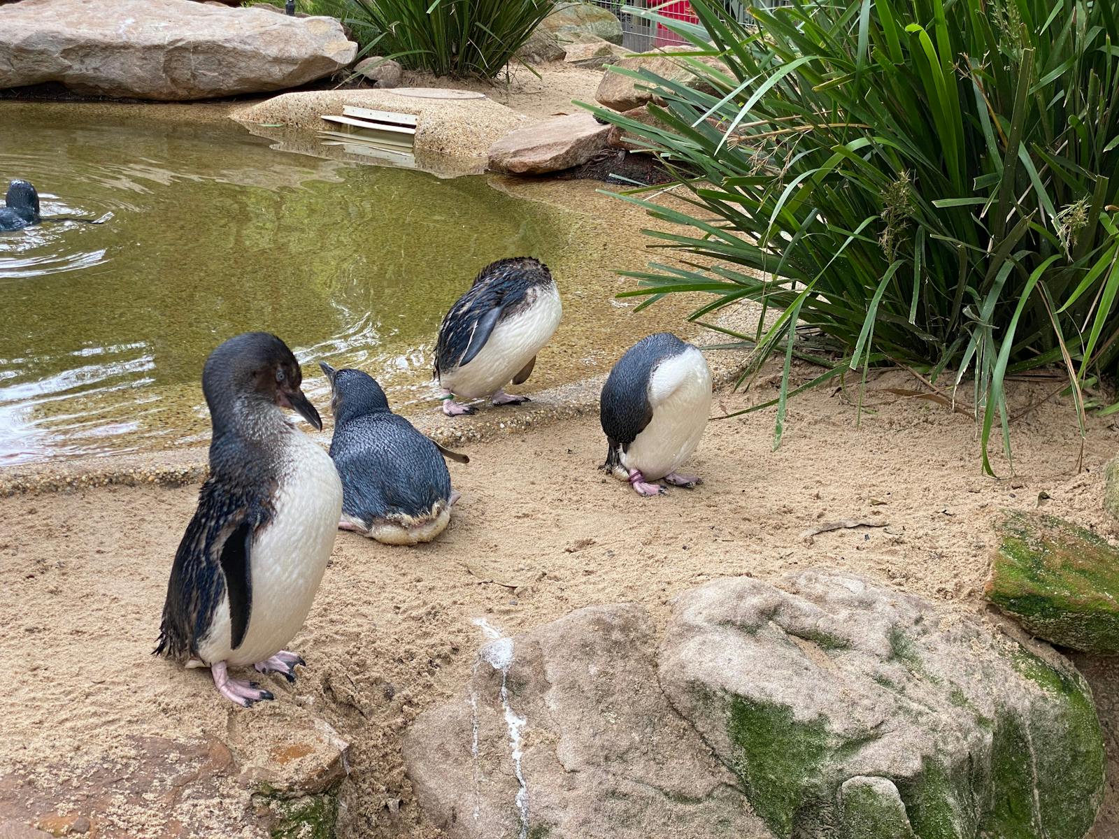 Blue Penguins at Featherdale Wildlife Park
