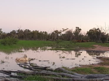 White guardian dog and beef cattle on a natural swamp with native millet growing, Outback Queensland White guardian dog and beef cattle on a natural swamp with native millet growing, Outback Queensland