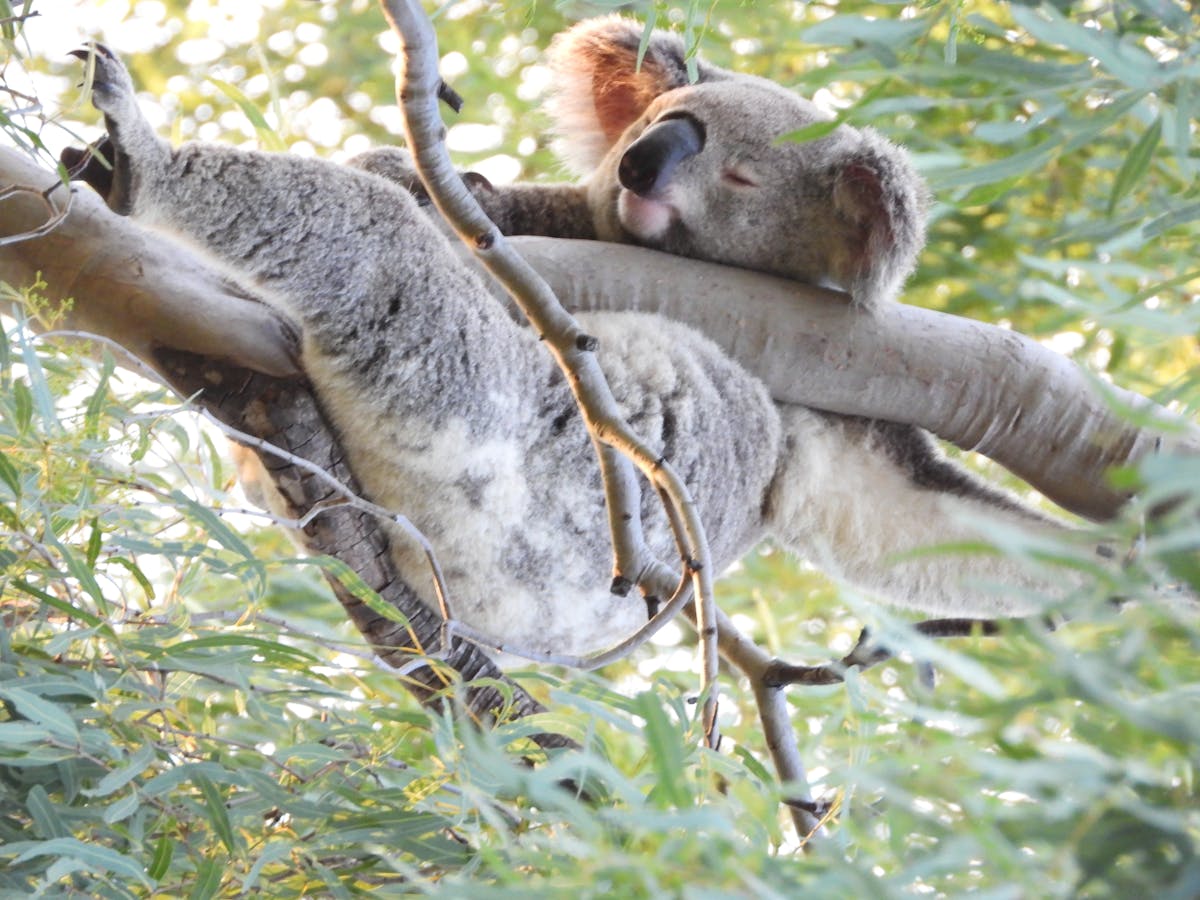 Koala sleeping