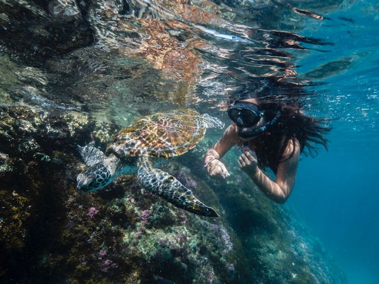 Girl snorkelling with a green turtle