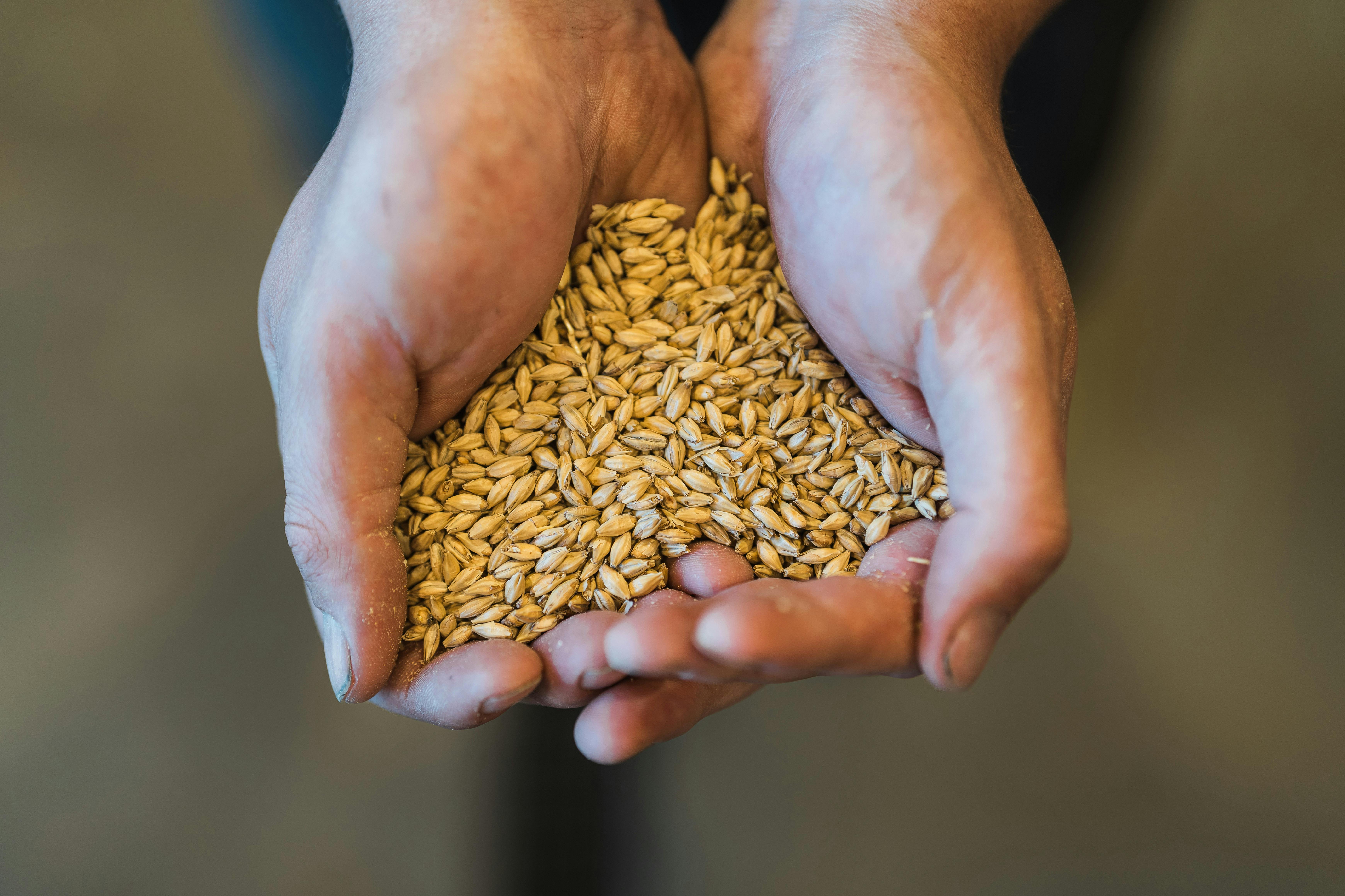 Barley
